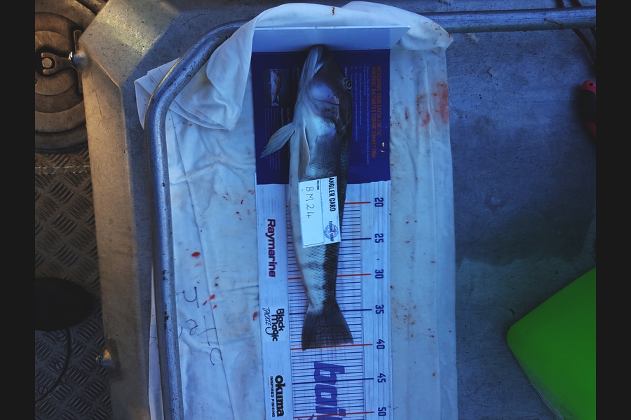 Carolyn Rose caught this 39.5cm Blue Cod at Nelson/Marlborough during The Hirepool Baitmates Fishing Comp