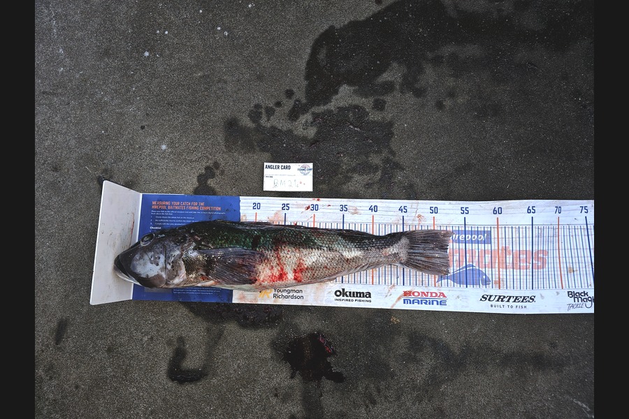 James Hutchen caught this 52.0cm Blue Cod at Wairarapa
 during The Hirepool Baitmates Fishing Comp