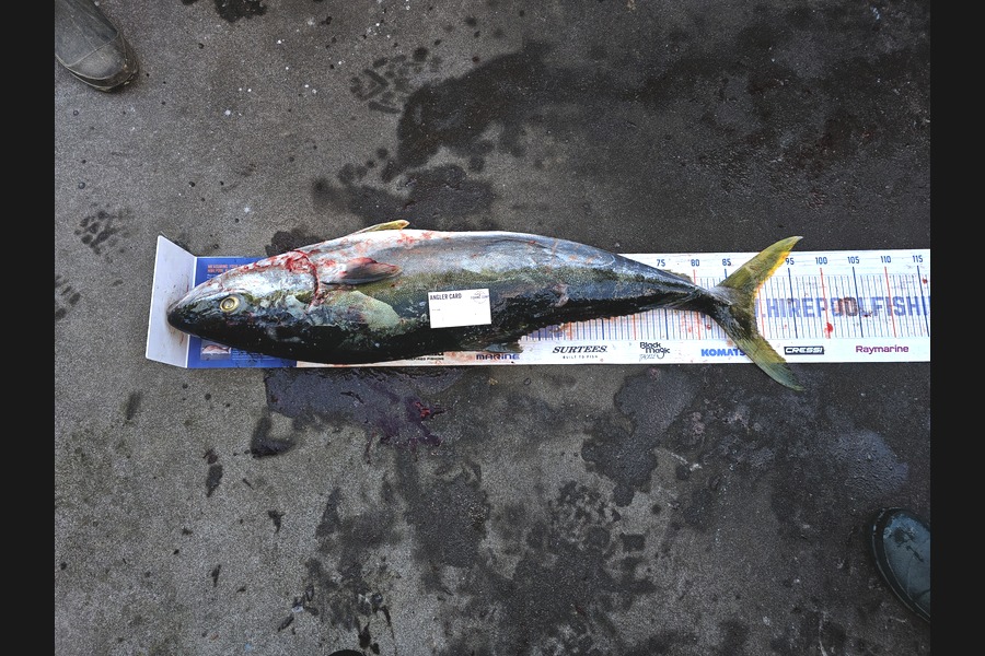 James Hutchen caught this 89.0cm Kingfish at Wairarapa
 during The Hirepool Baitmates Fishing Comp