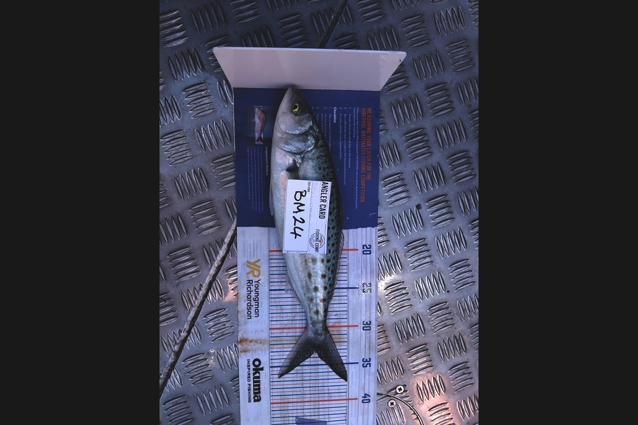 Mathew Ferris caught this 33.0cm Kahawai at Nelson/Marlborough during The Hirepool Baitmates Fishing Comp