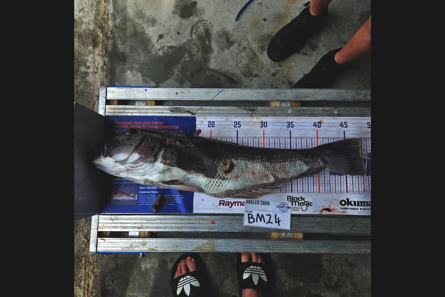 Jake Robinson caught this 47.5cm Blue Cod at Wairarapa
 during The Hirepool Baitmates Fishing Comp