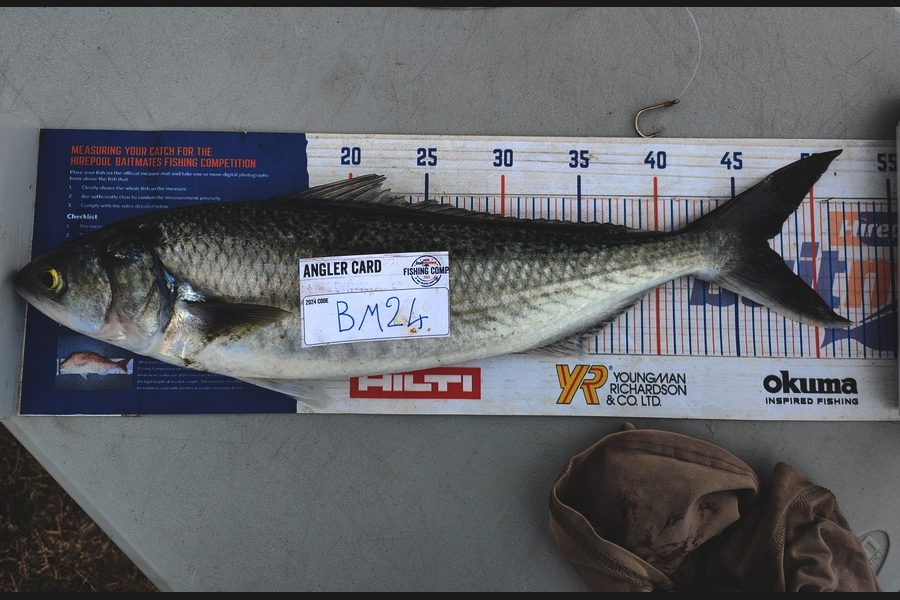 Nikora Wild caught this 47.0cm Kahawai at Manawatu during The Hirepool Baitmates Fishing Comp