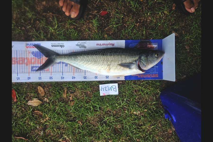 Steven Rawiri caught this 50.5cm Kahawai at Waikato during The Hirepool Baitmates Fishing Comp