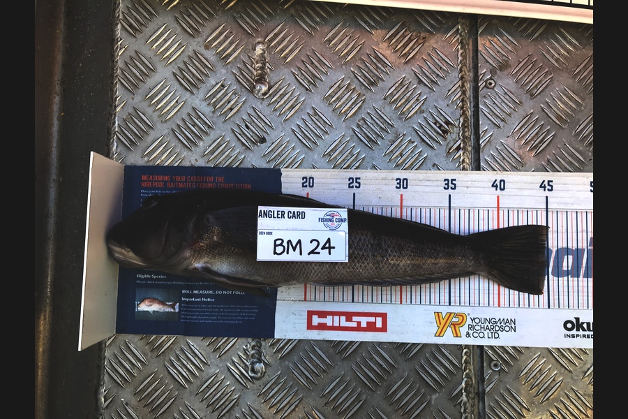 Alan Rose caught this 44.5cm Blue Cod at Nelson/Marlborough during The Hirepool Baitmates Fishing Comp