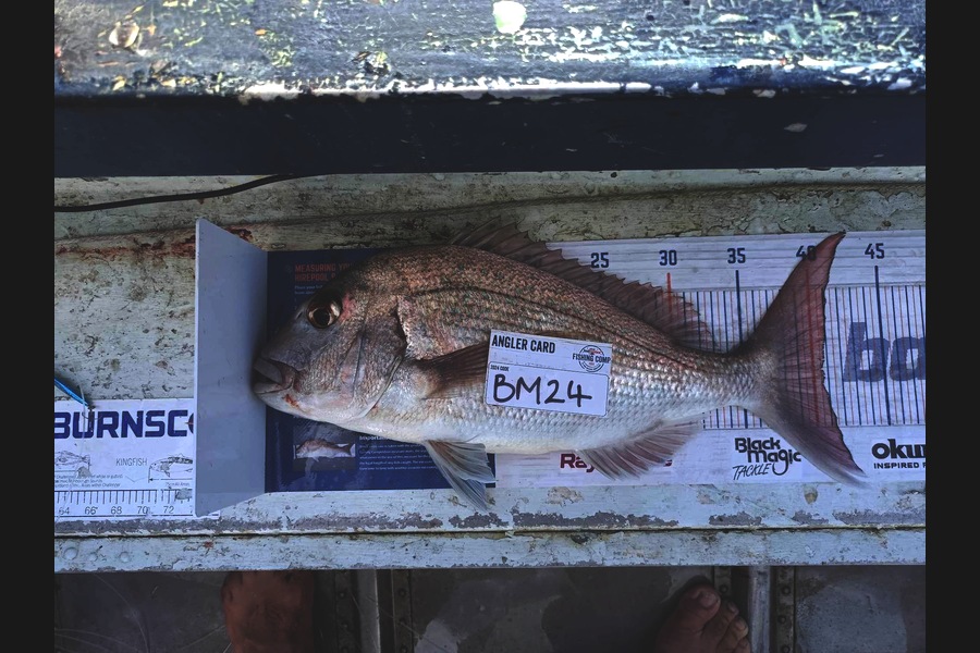 Ryan Hardie caught this 40.5cm Snapper at Northland during The Hirepool Baitmates Fishing Comp