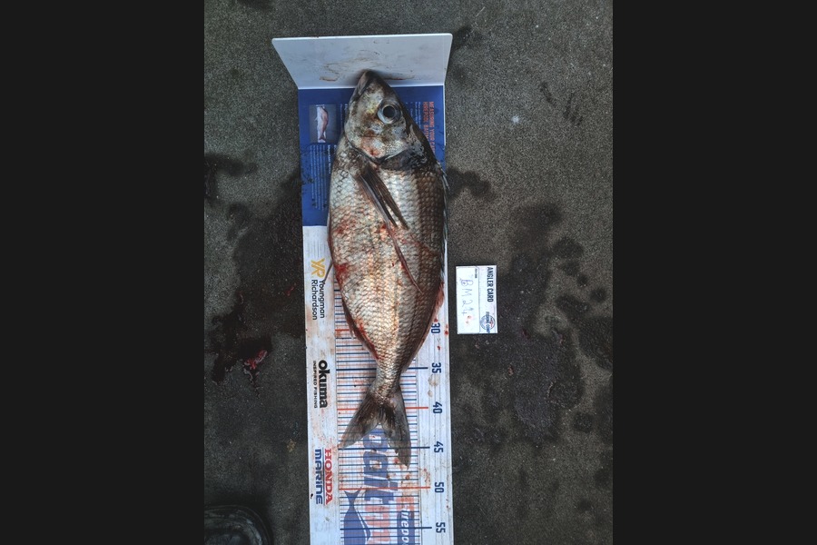 Karl Ewing caught this 41.5cm Tarakihi at Wairarapa
 during The Hirepool Baitmates Fishing Comp