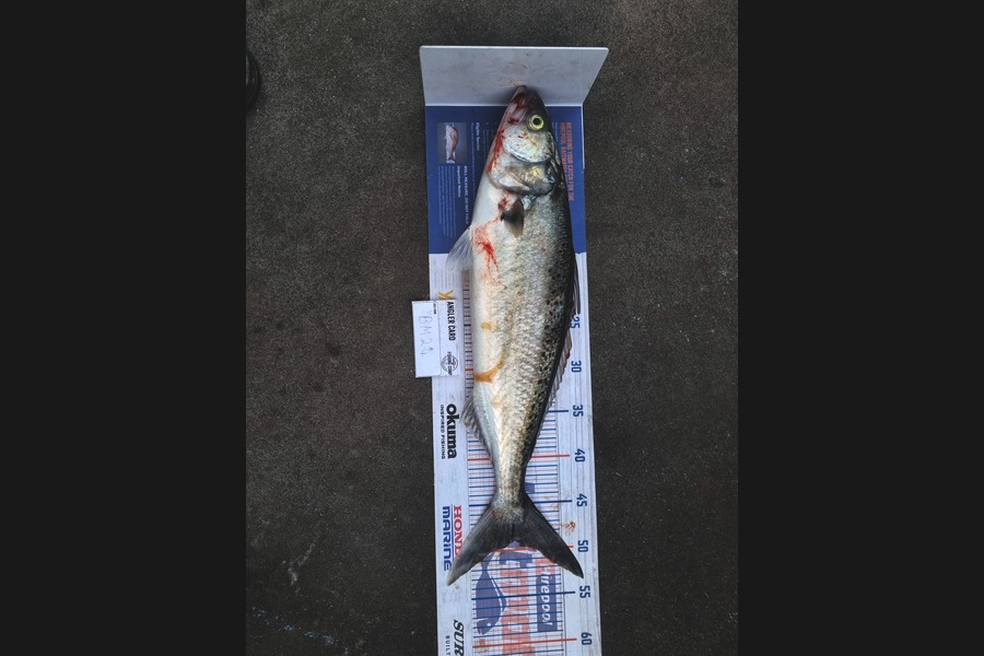 Karl Ewing caught this 49.0cm Kahawai at Wairarapa
 during The Hirepool Baitmates Fishing Comp