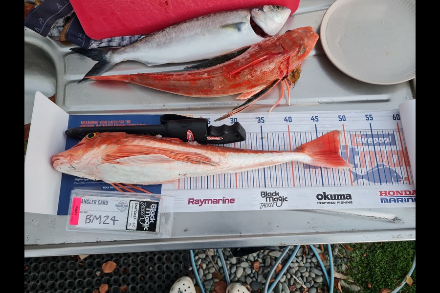 Justin Spain caught this 48.5cm Gurnard at Nelson/Marlborough during The Hirepool Baitmates Fishing Comp