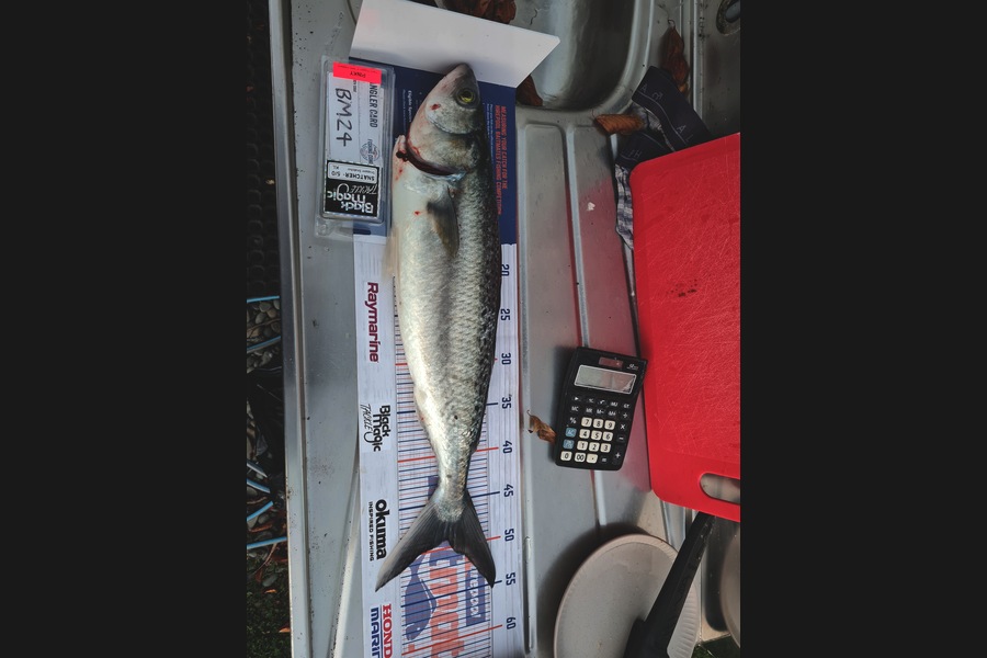 Justin Spain caught this 47.5cm Kahawai at Nelson/Marlborough during The Hirepool Baitmates Fishing Comp