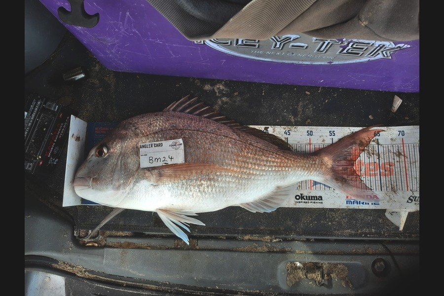 Clinton Emtage caught this 59.5cm Snapper at Northland during The Hirepool Baitmates Fishing Comp