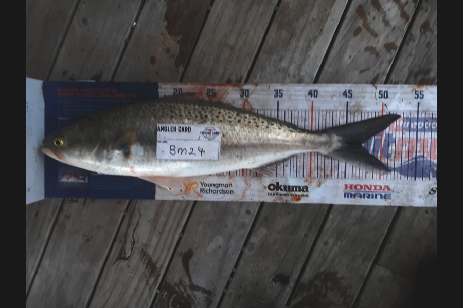 Clinton Emtage caught this 46.5cm Kahawai at Northland during The Hirepool Baitmates Fishing Comp
