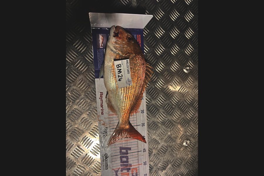 Isaac Dudson caught this 39.0cm Snapper at Bay of Plenty during The Hirepool Baitmates Fishing Comp