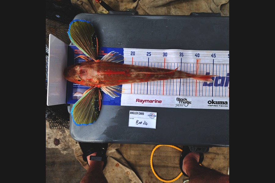 Jack Gray caught this 44.0cm Gurnard at Manawatu during The Hirepool Baitmates Fishing Comp