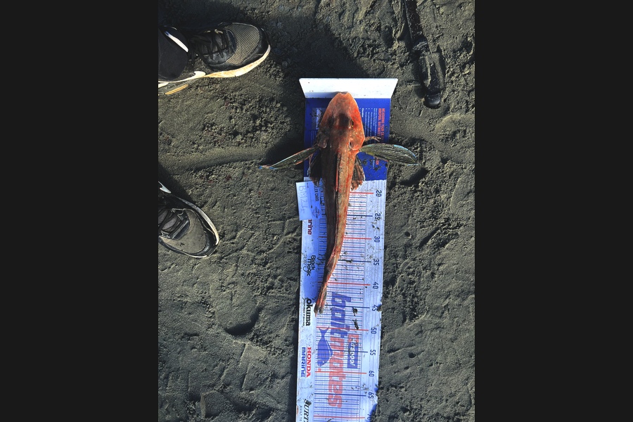 Michael Meads caught this 45.0cm Gurnard at Manawatu during The Hirepool Baitmates Fishing Comp