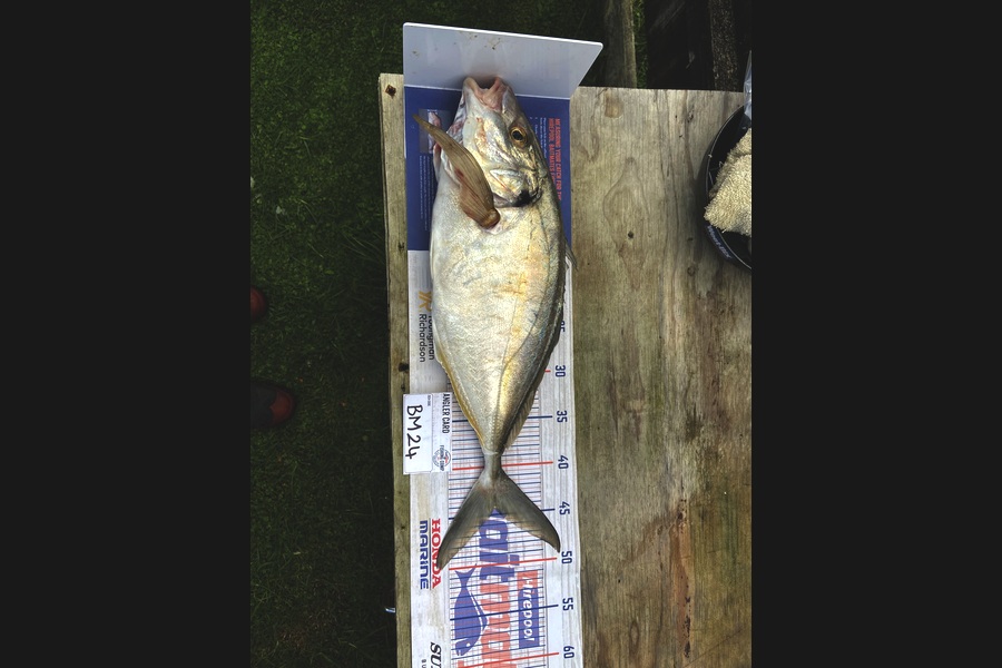 Marshall Wells caught this 44.0cm Trevally at Taranaki during The Hirepool Baitmates Fishing Comp