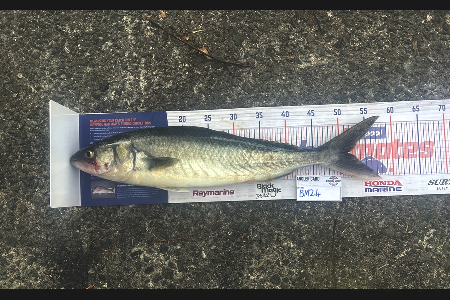 Jack Sargison caught this 51.5cm Kahawai at Bay of Plenty during The Hirepool Baitmates Fishing Comp