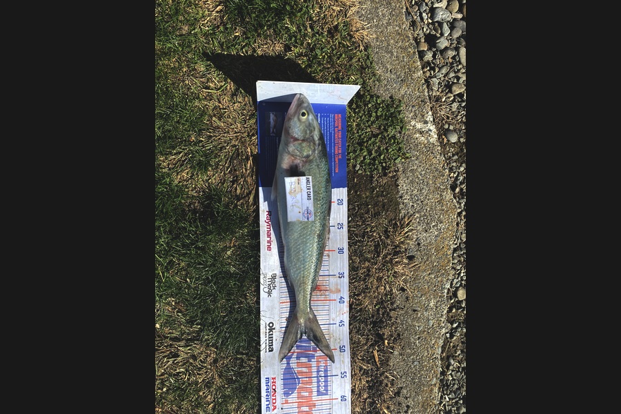 Andrew Russell caught this 46.5cm Kahawai at Manawatu during The Hirepool Baitmates Fishing Comp