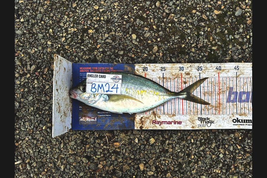 Paora Proctor caught this 32.5cm Trevally at Northland during The Hirepool Baitmates Fishing Comp