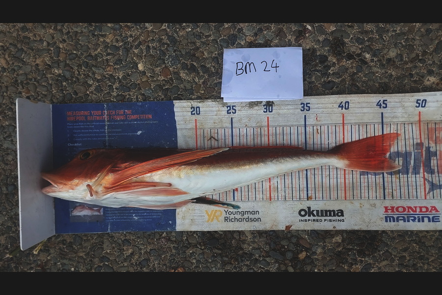 Jason Gray caught this 45.0cm Gurnard at Manawatu during The Hirepool Baitmates Fishing Comp