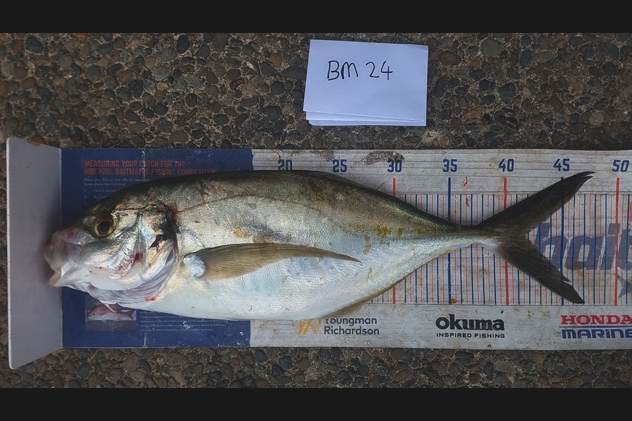 Jason Gray caught this 40.5cm Trevally at Manawatu during The Hirepool Baitmates Fishing Comp