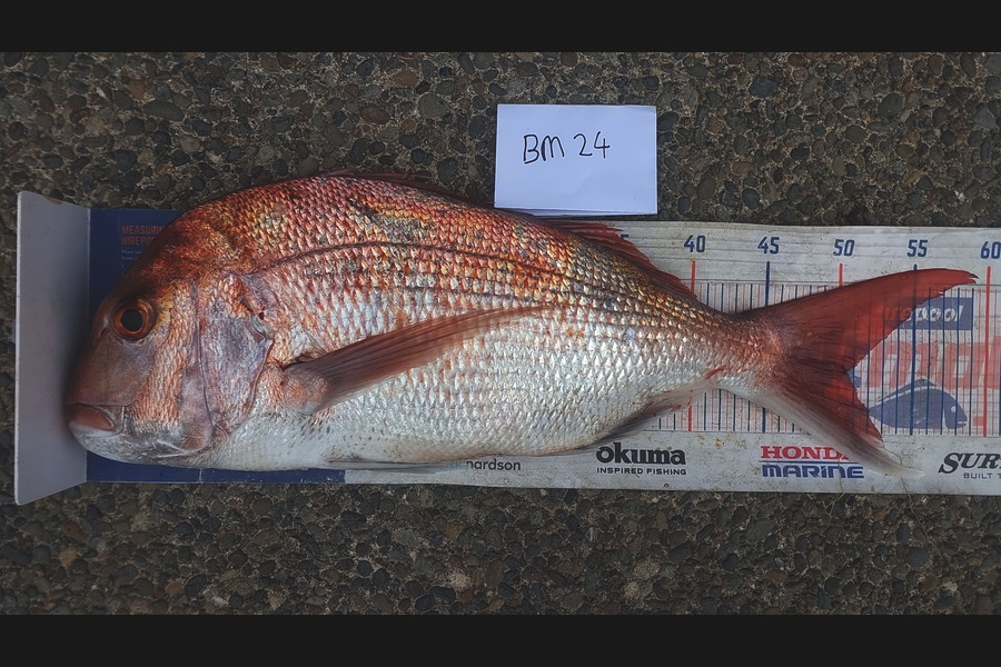 Jason Gray caught this 50.5cm Snapper at Manawatu during The Hirepool Baitmates Fishing Comp