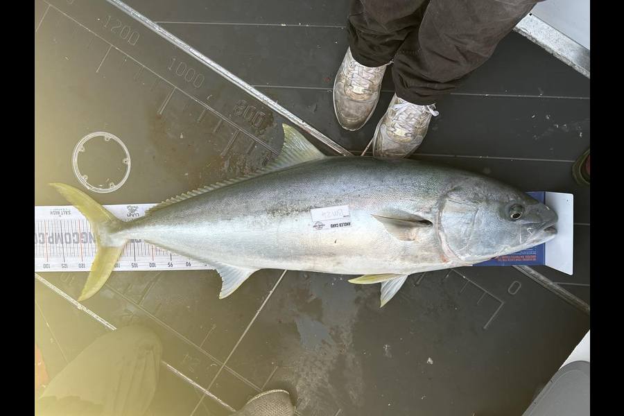 Henry Gibbs caught this 115.5cm Kingfish at Nelson/Marlborough during The Hirepool Baitmates Fishing Comp