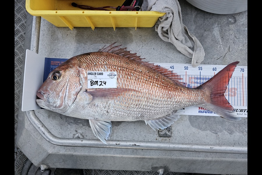Phillip Rose caught this 63.0cm Snapper at Nelson/Marlborough during The Hirepool Baitmates Fishing Comp