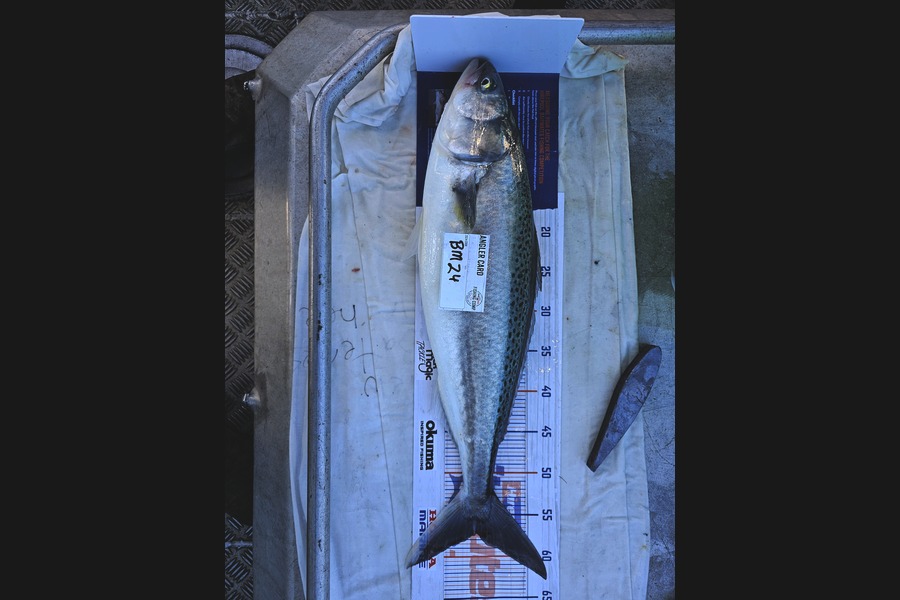 Phillip Rose caught this 57.0cm Kahawai at Nelson/Marlborough during The Hirepool Baitmates Fishing Comp
