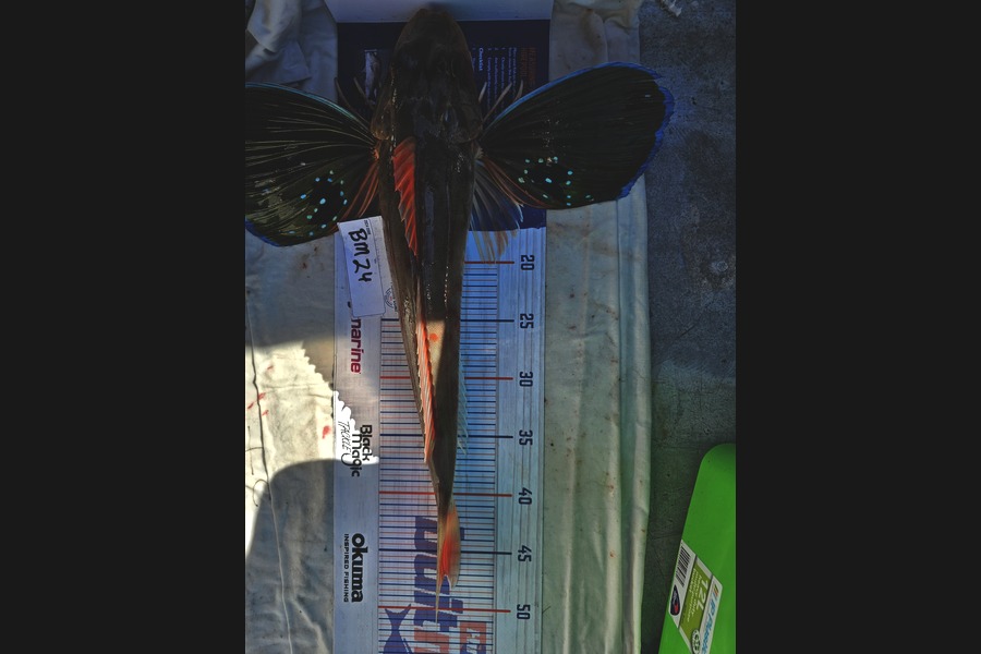 Phillip Rose caught this 46.5cm Gurnard at Nelson/Marlborough during The Hirepool Baitmates Fishing Comp