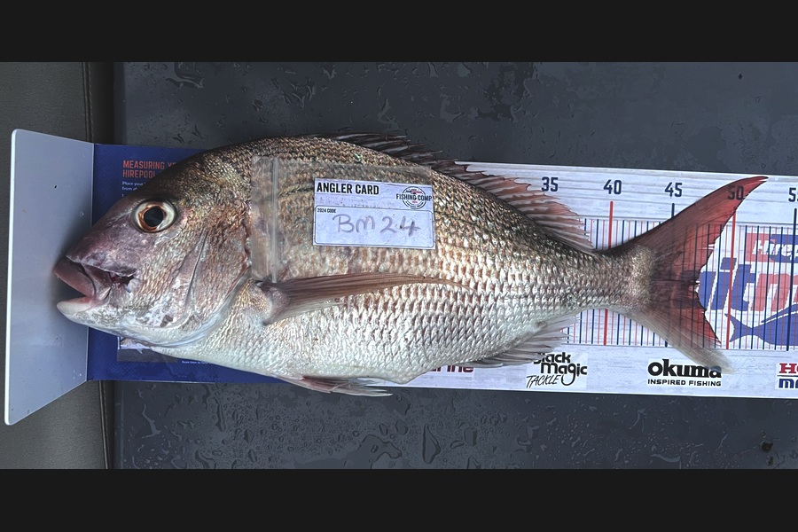 Jaxson Burns caught this 47.0cm Snapper at Auckland during The Hirepool Baitmates Fishing Comp