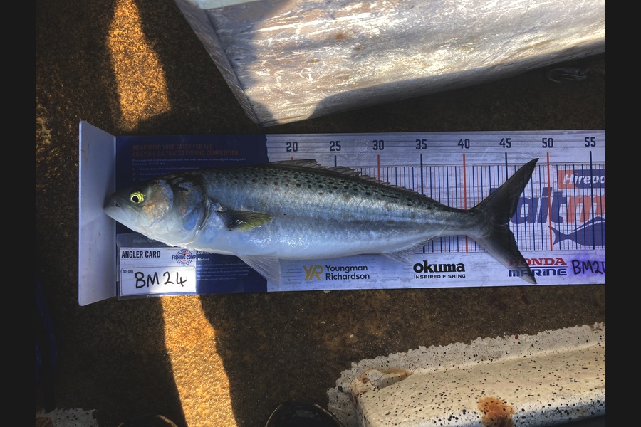 Anthony Murray caught this 45.0cm Kahawai at Wellington during The Hirepool Baitmates Fishing Comp