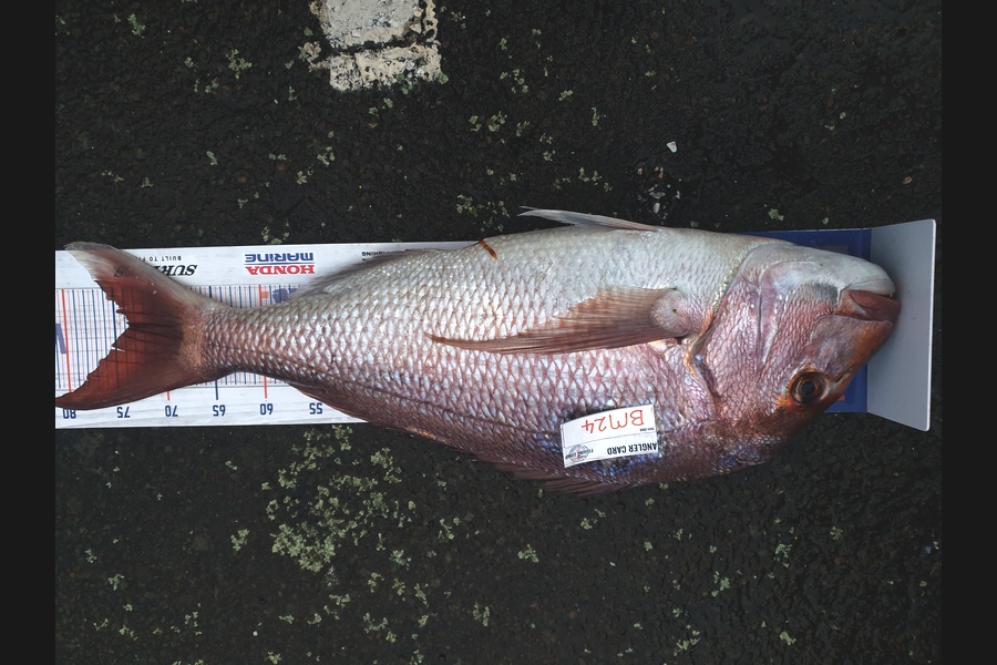 Josh Bolton caught this 73.5cm Snapper at Wellington during The Hirepool Baitmates Fishing Comp