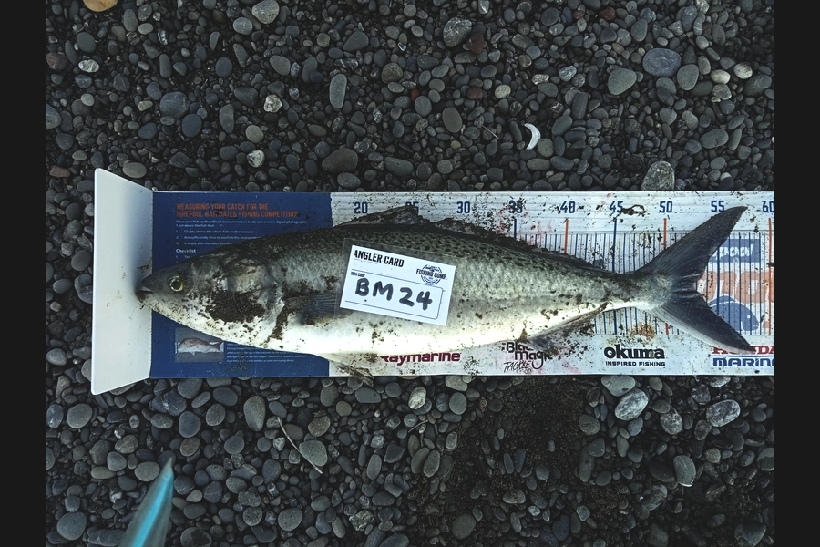 Weramu Steen-taylor caught this 52.5cm Kahawai at Canterbury during The Hirepool Baitmates Fishing Comp