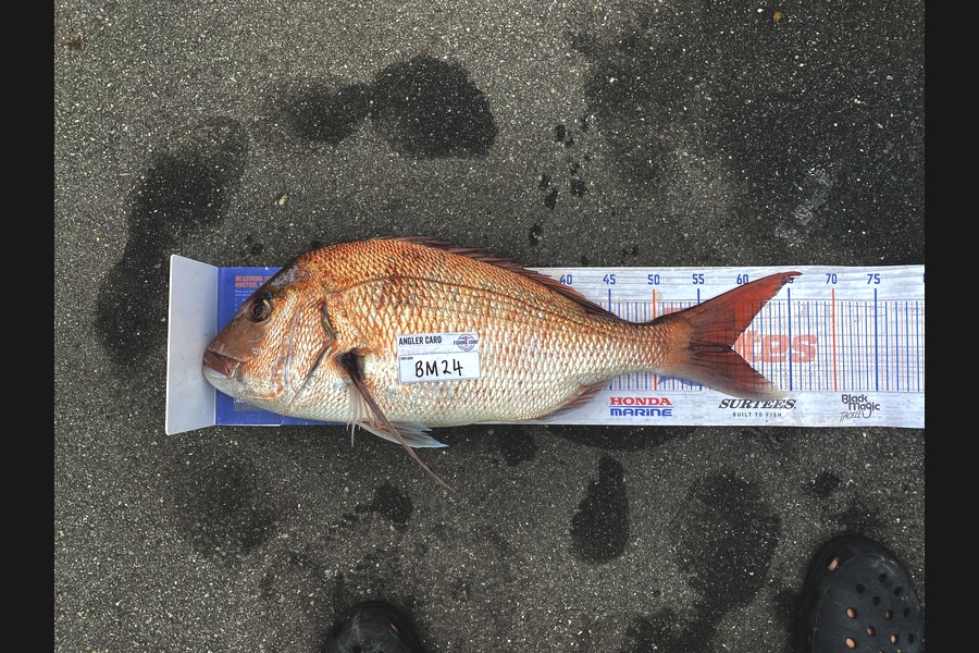 Gary Allan caught this 58.5cm Snapper at Wellington during The Hirepool Baitmates Fishing Comp