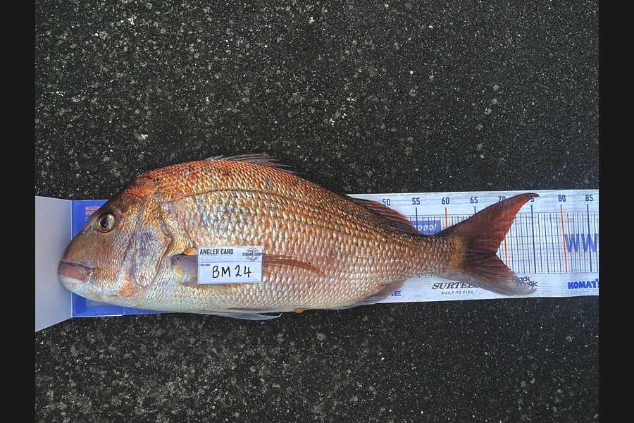 Braxton Allan caught this 68.0cm Snapper at Wellington during The Hirepool Baitmates Fishing Comp