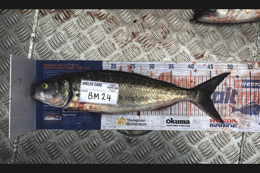 Mason Allan caught this 44.5cm Kahawai at Wellington during The Hirepool Baitmates Fishing Comp
