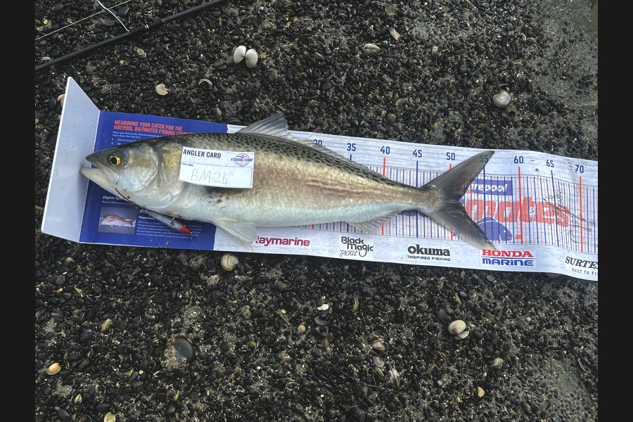 Beau Danks caught this 51.0cm Kahawai at Hawkes Bay during The Hirepool Baitmates Fishing Comp
