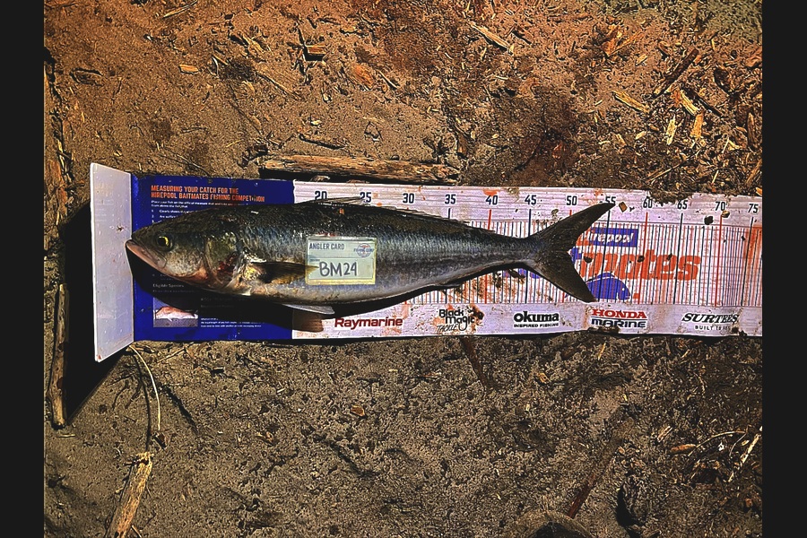 Andrei Labradores caught this 50.0cm Kahawai at Canterbury during The Hirepool Baitmates Fishing Comp