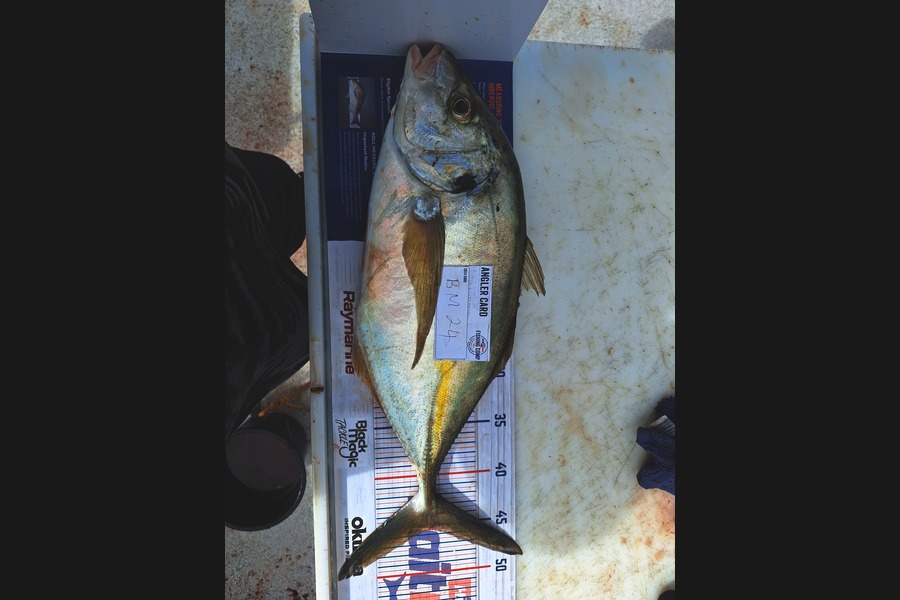 Thomas Hart caught this 45.0cm Trevally at Northland during The Hirepool Baitmates Fishing Comp