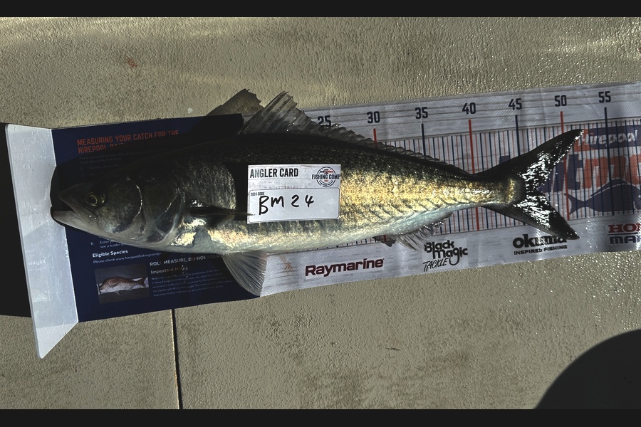 Chris Smit caught this 46.5cm Kahawai at Auckland during The Hirepool Baitmates Fishing Comp