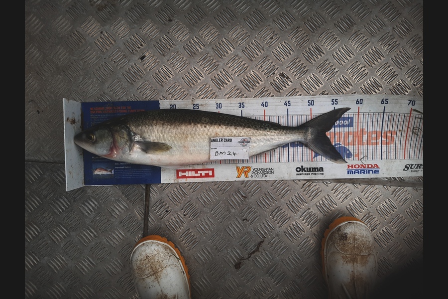 Clinton Emtage caught this 53.0cm Kahawai at Northland during The Hirepool Baitmates Fishing Comp