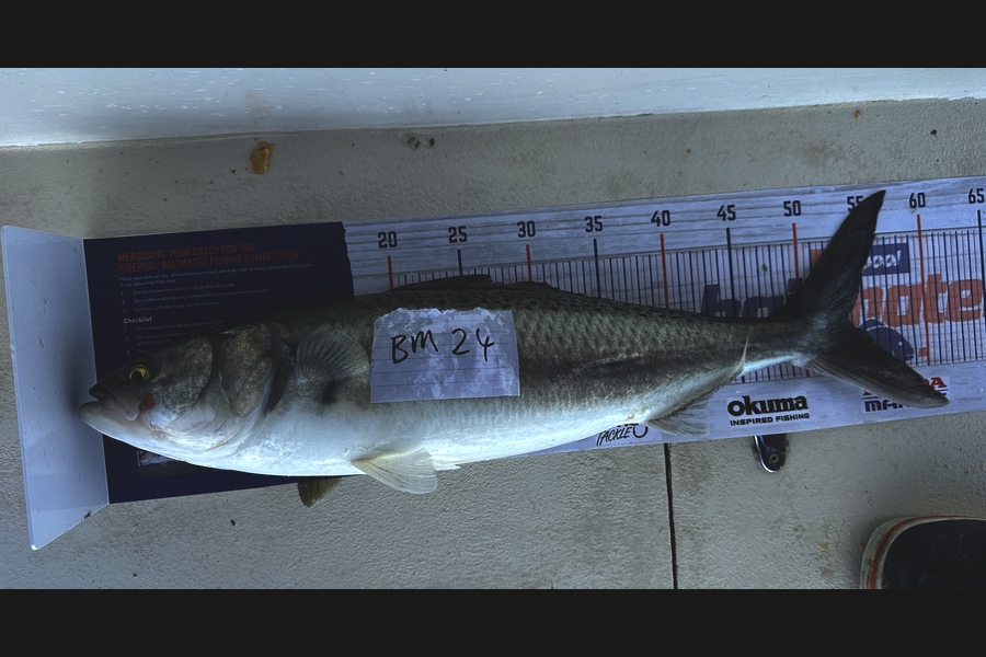 Chris Smit caught this 52.5cm Kahawai at Auckland during The Hirepool Baitmates Fishing Comp