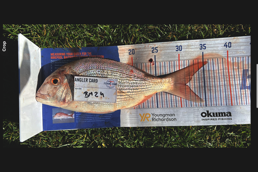 Charles  Peters caught this 31.0cm Snapper at Bay of Plenty during The Hirepool Baitmates Fishing Comp