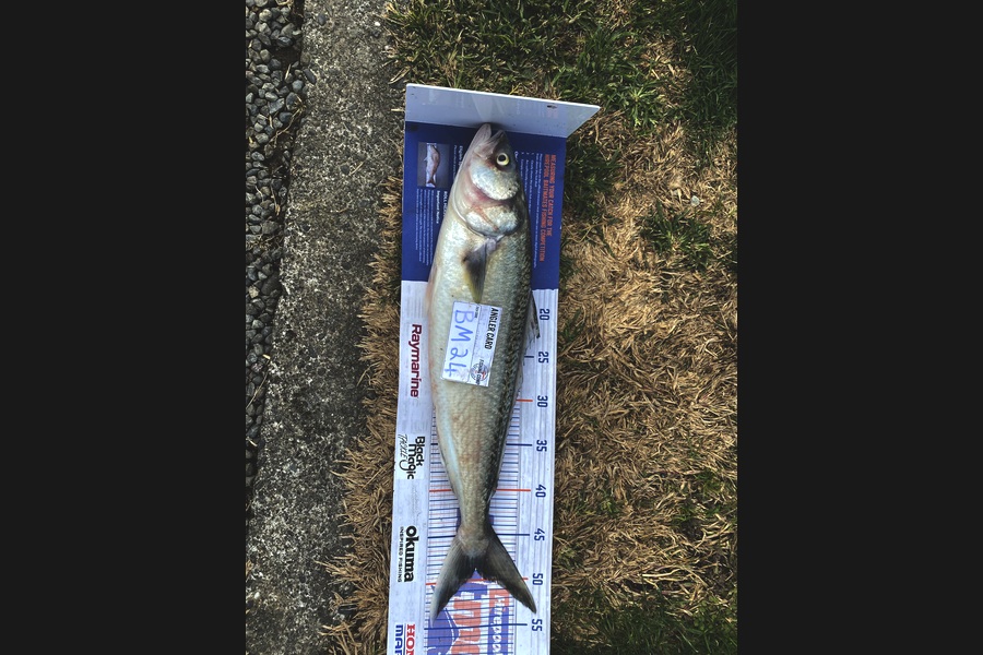 Andrew Russell caught this 48.5cm Kahawai at Manawatu during The Hirepool Baitmates Fishing Comp