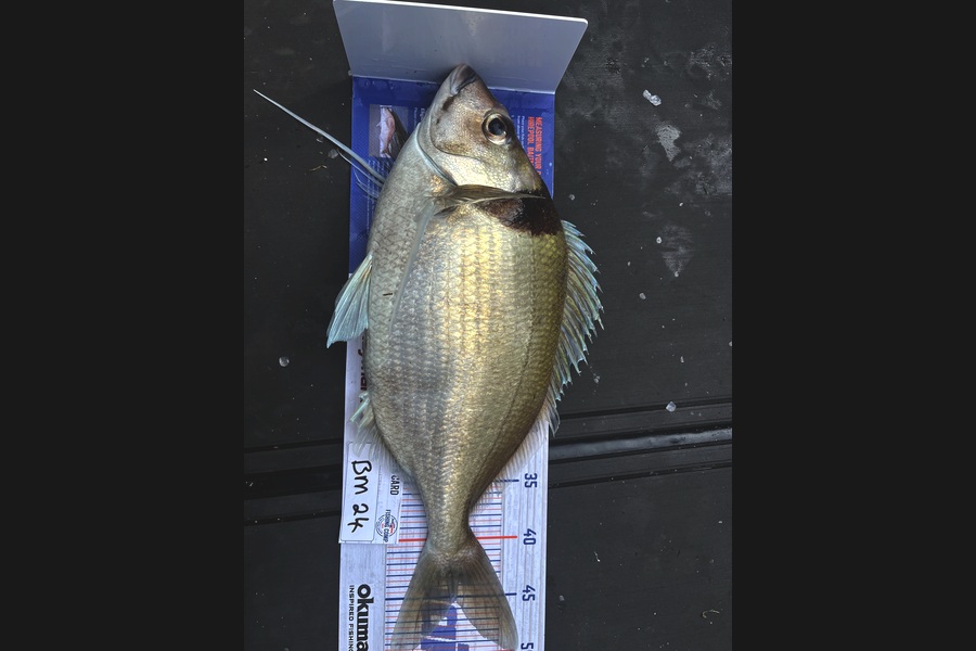 Mark Milligan caught this 45.0cm Tarakihi at Canterbury during The Hirepool Baitmates Fishing Comp