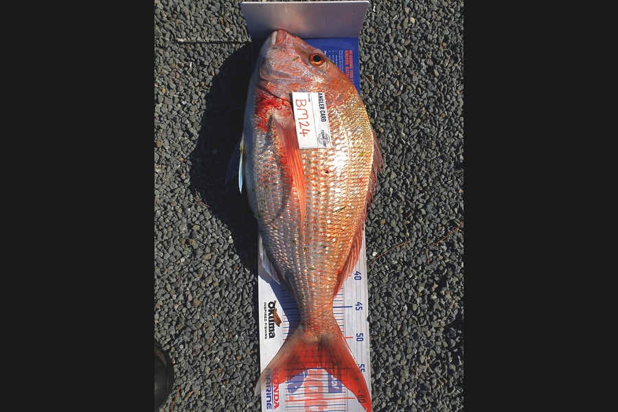 Rodney Niven caught this 54.5cm Snapper at Wellington during The Hirepool Baitmates Fishing Comp