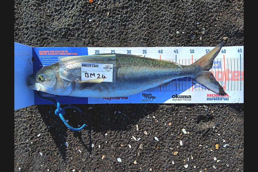 Richard Cash caught this 55.0cm Kahawai at Taranaki during The Hirepool Baitmates Fishing Comp
