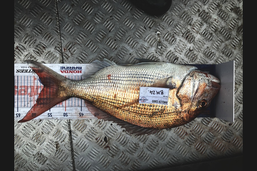 Gavin White caught this 56.5cm Snapper at Wellington during The Hirepool Baitmates Fishing Comp