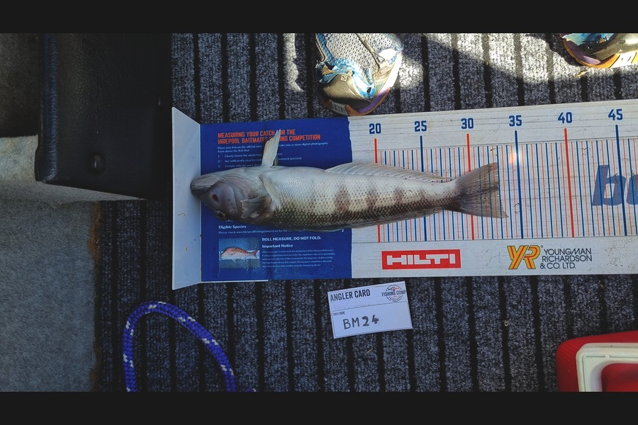 Hazel Gillespie caught this 33.0cm Blue Cod at Nelson/Marlborough during The Hirepool Baitmates Fishing Comp