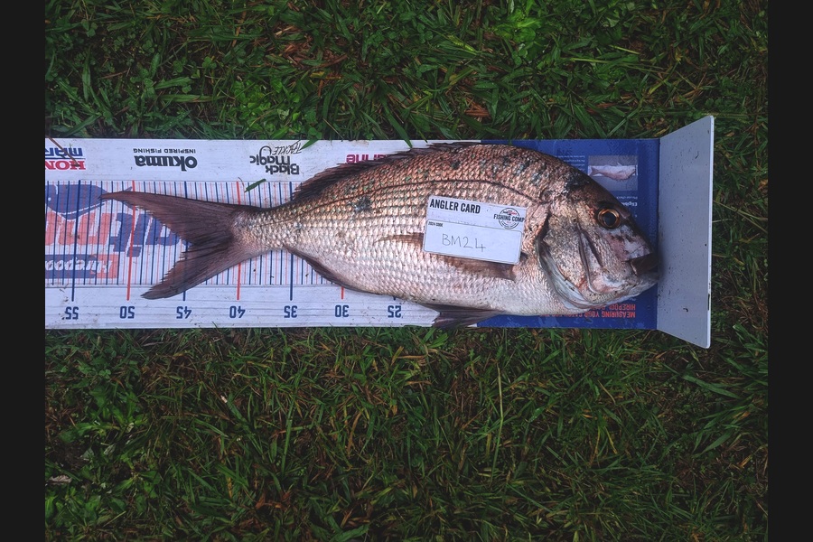 Pita Paul caught this 44.5cm Snapper at Bay of Plenty during The Hirepool Baitmates Fishing Comp